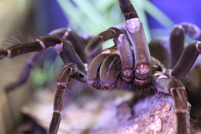 Tarantula photography