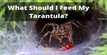 Tarantula Feeding