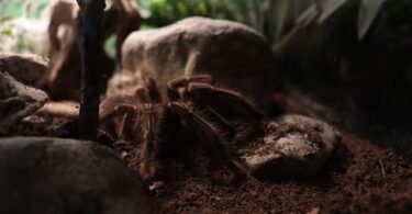 Enclosure for adult tarantula