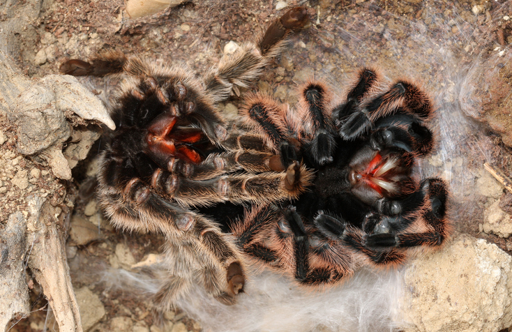 tarantula during molt