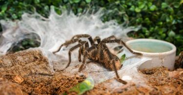 Tarantula behavior