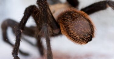 Tarantula urticating hairs