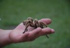 Tarantula handling