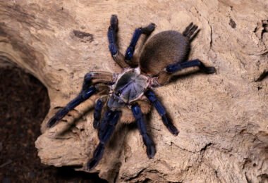 Monocentropus balfouri