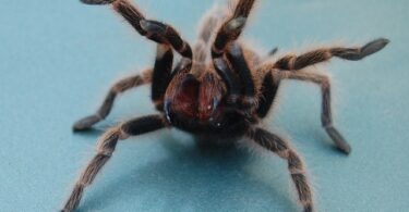 Tarantula threat pose - SpidersWorld