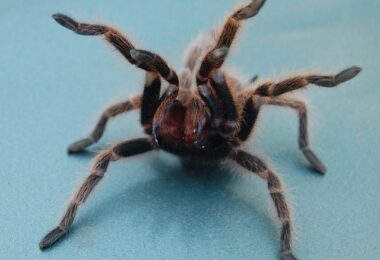 Tarantula threat pose - SpidersWorld