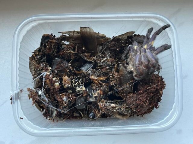 Tarantula leftovers photo