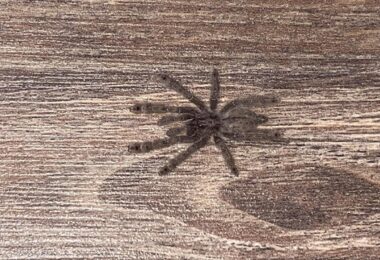 Lost tarantula